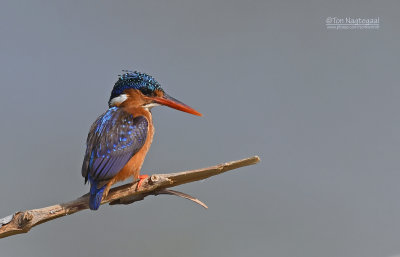 Malechiet ijsvogel - Malachite kingfisher - Alcedo cristata