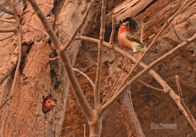 Geelparelbaardvogel - Vieillot's Barbet - Lybius vieilloti