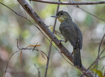 Bernieria - Long-billed Tetraka - Bernieria madagascariensis madagascariensis