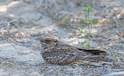 Madagaskarnachtzwaluw - Madagascar Nightjar - Caprimulgus madagascariensis madagascariensis