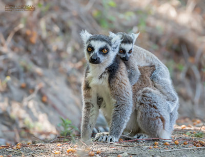Ringstaartmaki - Ring-tailed lemur - Lemur catta