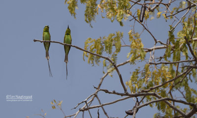 Afrikaanse groene bijeneter - African Green Bee-eater - Merops viridissimus