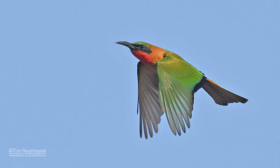 Roodkeelbijeneter - Red-throated Bee-eater - Merops bulocki