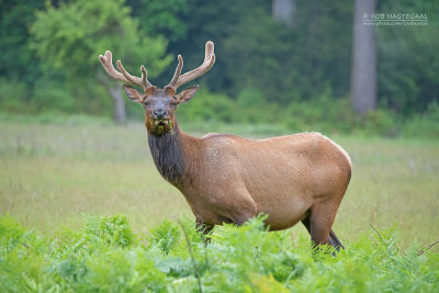 Roosevelt Wapiti - Roosevelt Elk - Cervus canadensis roosevelti