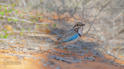 Langstaartgrondscharrelaar - Long-tailed Ground-Roller - Uratelornis chimaera