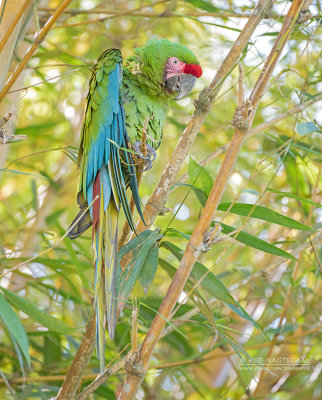 Soldaten Ara - Military macaw - Ara militaris