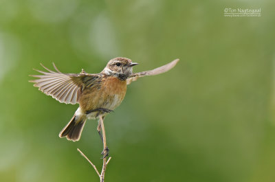 Roodborsttapuit - Stonechat - Saxicola rubicola