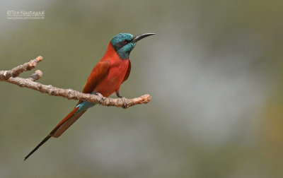 Noordelijke karmijnrode bijeneter - Northern Carmine Bee-eater - Merops nubicus