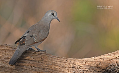 Zwartsnavelduif - Black-billed Wood Dove - Turtur abyssinicus