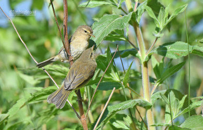 Fitis - Willow Warble - Phylloscopus trochilus