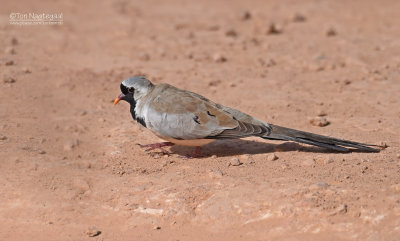 Maskerduif - Namaqua dove - Oena capensis