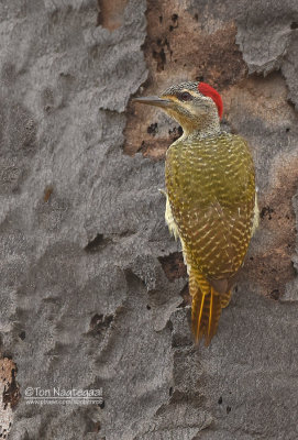 Stippelspecht - Fine-spotted Woodpecker - Campethera punctuligera