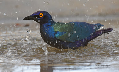 Purperglansspreeuw - Purple Glossy Starling - Lamprotornis purpureus