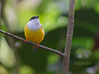 Witkraagmanakin - White-collared Manakin - Manacus candei