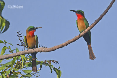 Roodkeelbijeneter - Red-throated Bee-eater - Merops bulocki