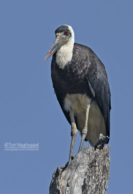 Bisschopsooievaar - Wooly-necked Stork - Ciconia episcopus