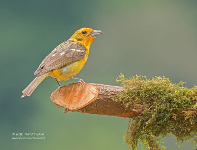 Bloedtangare - Flame-colored Tanager - Piranga bidentata citrea