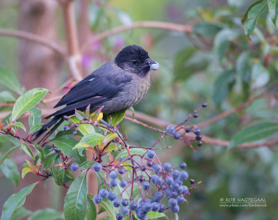 Geeldij-struikgors - Yellow-thighed Finch - Pselliophorus tibialis