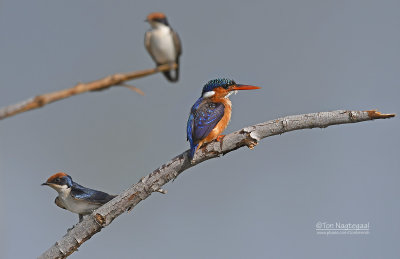 Malechiet ijsvogel - Malachite kingfisher - Roodkruinzwaluw - Wire-tailed Swallow
