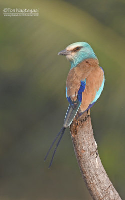 Sahelscharrelaar - Abyssinian Roller - Coracias abyssinicus