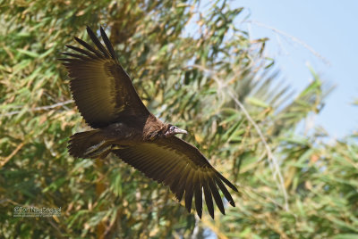 Kapgier - Hooded Vulture - Necrosyrtes monachus