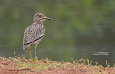 Senegalgriel - Senegal Thick-knee - Burhinus senegalensis