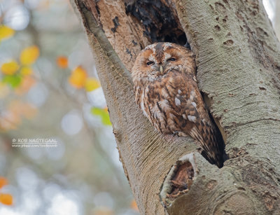 Bosuil - Tawnyowl - Strix aluco