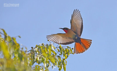 Roodkeelbijeneter - Red-throated Bee-eater - Merops bulocki