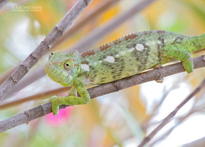 Reuzenkameleon - Oustalet's chameleon - Furcifer oustaleti