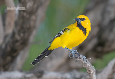 Gele troepiaal - Yellow oriole - Icterus nigrogularis