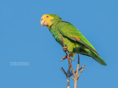 Kleine Geelkopamazone - Yellow-shouldered Parrot - Amazona barbadensis