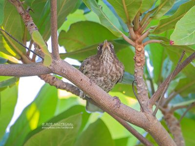 Witoogspotlijster - Pearly-eyed Thrasher - Margarops fuscatus