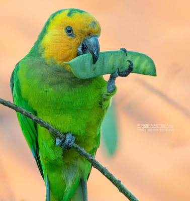 Masparkiet - Brown-throated Parakeet - Eupsittula pertinax xanthogenia