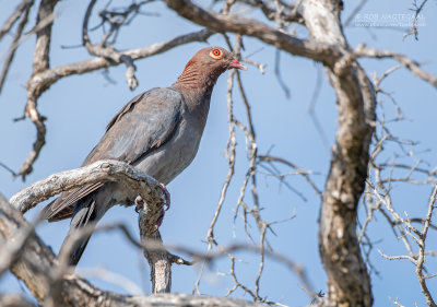 Roodhalsduif - Scaly-naped pigeon - Patagioenas squamosa