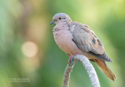 Geoorde Treurduif - Eared Dove - Zenaida auriculata