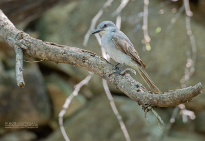 Grijze koningstiran - Grey kingbird - Tyrannus dominicensis