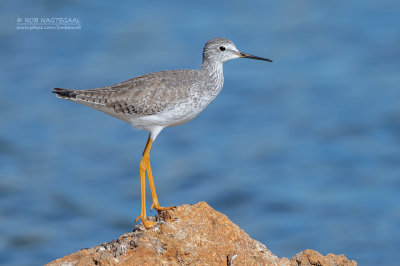 Kleine Geelpootruiter - Lesser Yellowlegs - Tringa flavipes