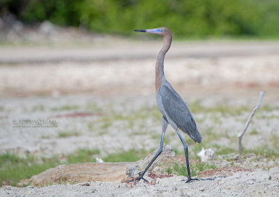 Roodhalsreiger - Reddish Egret - Egretta rufescens