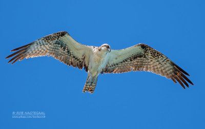 Visarend - Osprey - Pandion haliaetus