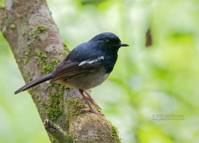 Madagaskardayallijster - Madagascar magpie-robin - Copsychus albospecularis