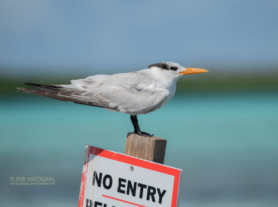 Koningsstern - Royal Tern - Thalasseus maximus