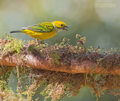 Zilverkeeltangare - Silver-throated Tanager - Tangara icterocephala