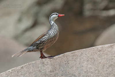 Riviereend - Torrent Duck - Merganetta armata