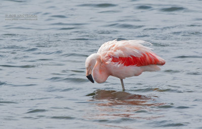 Chileense Flamingo - Chilean Flamingo - Phoenicopterus chilensis