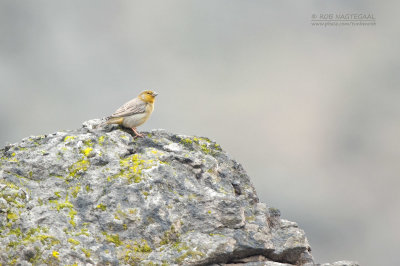 Grijsflanksaffraangors - Raimondi's yellow finch - Sicalis raimondii