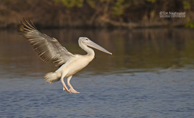 Kleine pelikaan - Pink-backed pelican - Pelecanus rufescens