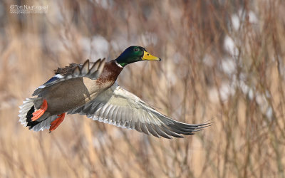 Wilde eend - Mallard - Anas platyrhynchos