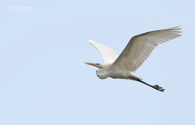Grote zilverreiger - Great egret - Egretta alba