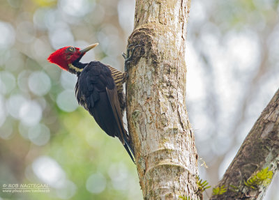 Koningsspecht - Pale-billed Woodpecker - Campephilus guatemalensis
