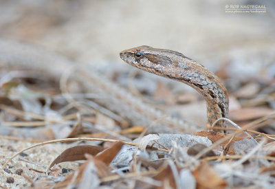 Mahafaly Sand Snake - Mimophis mahfalensis